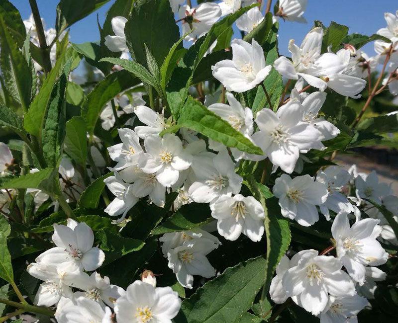 Deutzia 'Kalmiiflora'