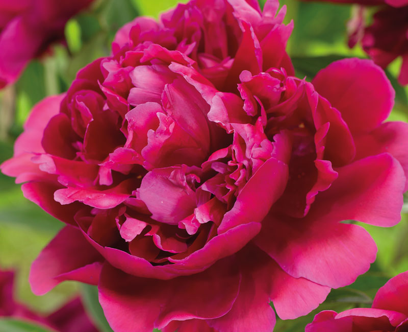 Peony 'Karl Rosenfield'