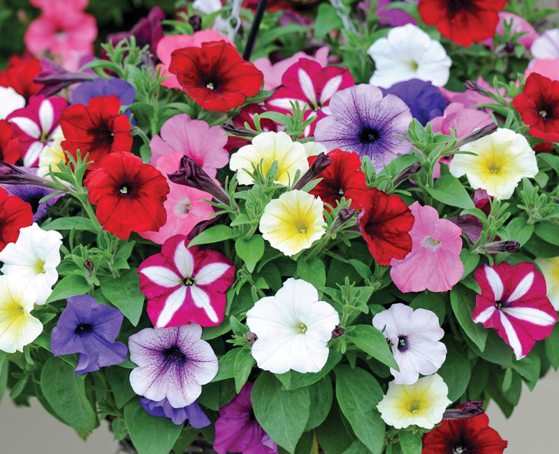 Petunia 'Easy Wave Ultimate Mixed'