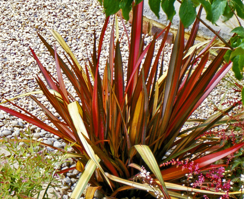 Phormium 'Rainbow Queen'