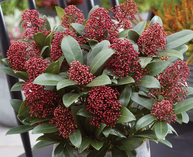 Skimmia 'Rubella'