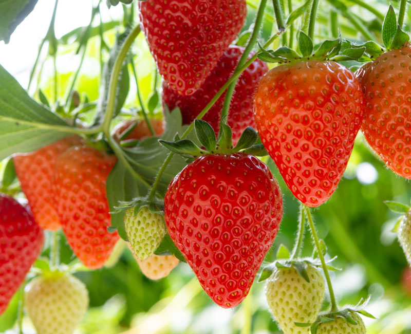 Strawberry 'Elegance'