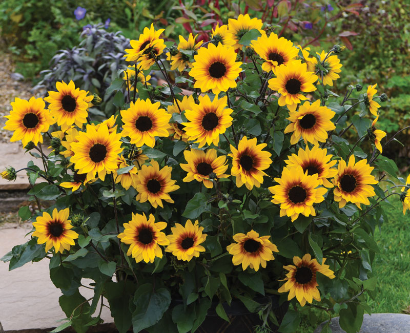 Sunflower SunBelievable™ 'Brown Eyed Girl'