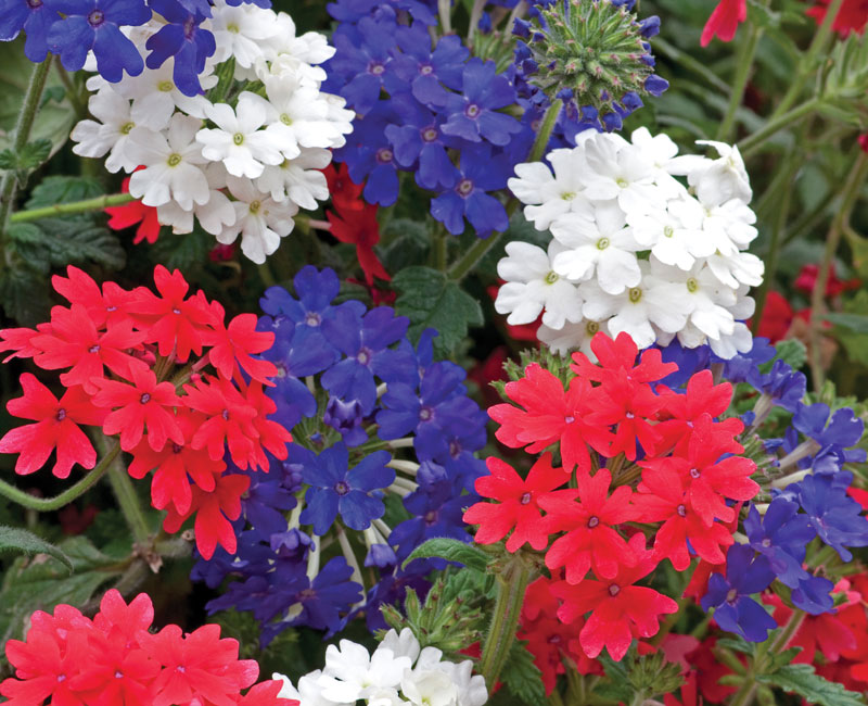 Verbena 'Union Jack Mixed'