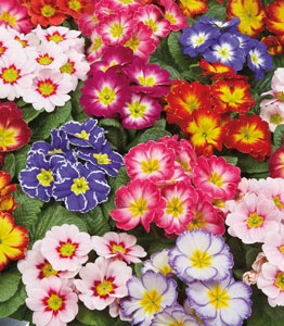 Primrose 'Arizona Bicolor'</br>FROM £26.99