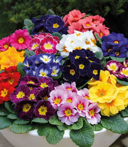 Primrose 'Husky Mixed'</br>FROM £4.99