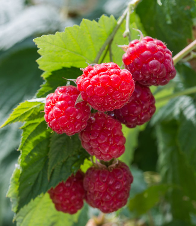 Raspberry 'Glen Ample'