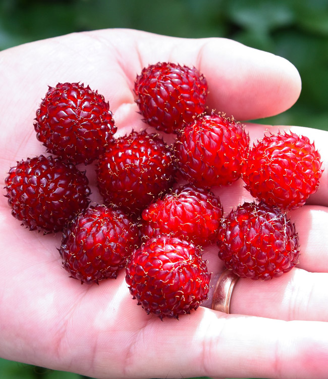 Rubus 'Hararasp'