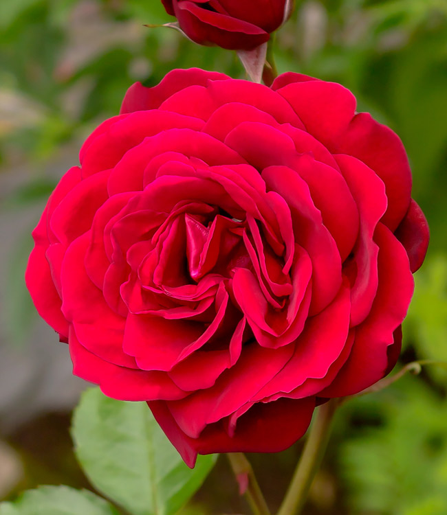 Rose 'Scented Double Red'