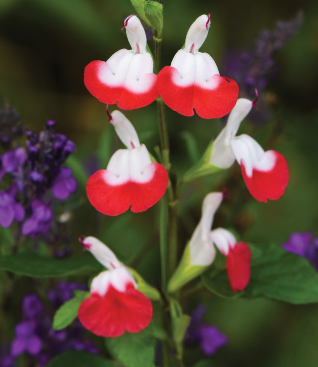 Salvia 'Hot Lips'