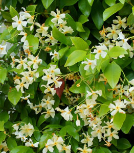 Trachelospermum 'Star of Toscana'</br>FROM £12.99