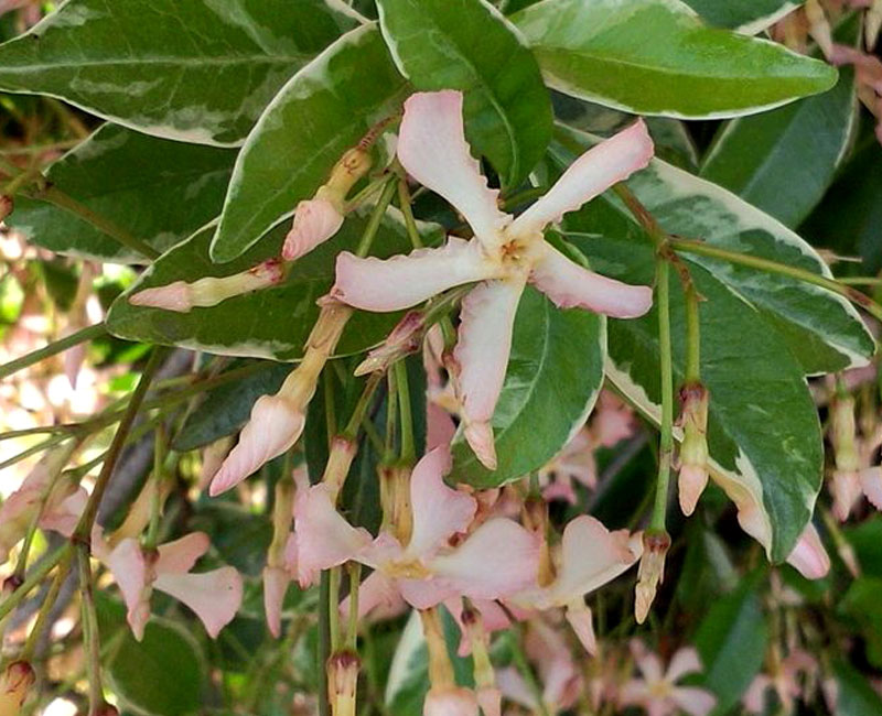 Trachelospermum 'Star of Milano'