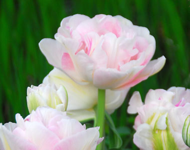 Exquisitely fragranced rosette blooms