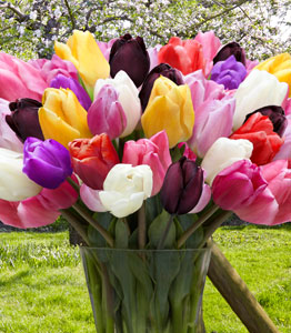 Tulip 'Everlasting Mixed'</br>FROM £12.99