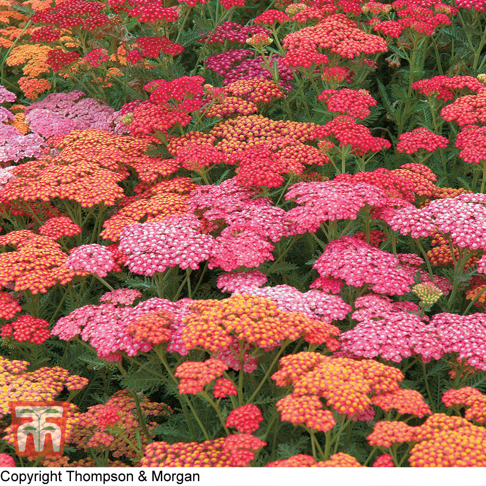 Achillea millefolium 'Summer Berries' F2 Hybrid seeds | Thompson & Morgan