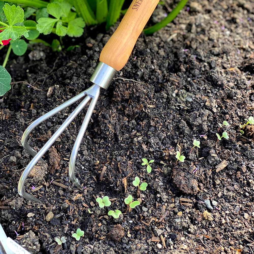 Hand Cultivator with 22cm Cherry Handle Thompson &