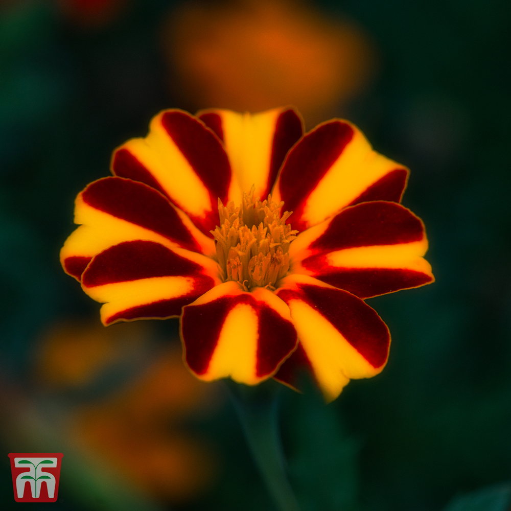 Marigold 'Striped Marvel' seeds | Thompson & Morgan