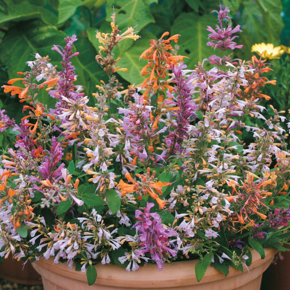 Agastache aurantiaca 'Fragrant Mixed' - Seeds