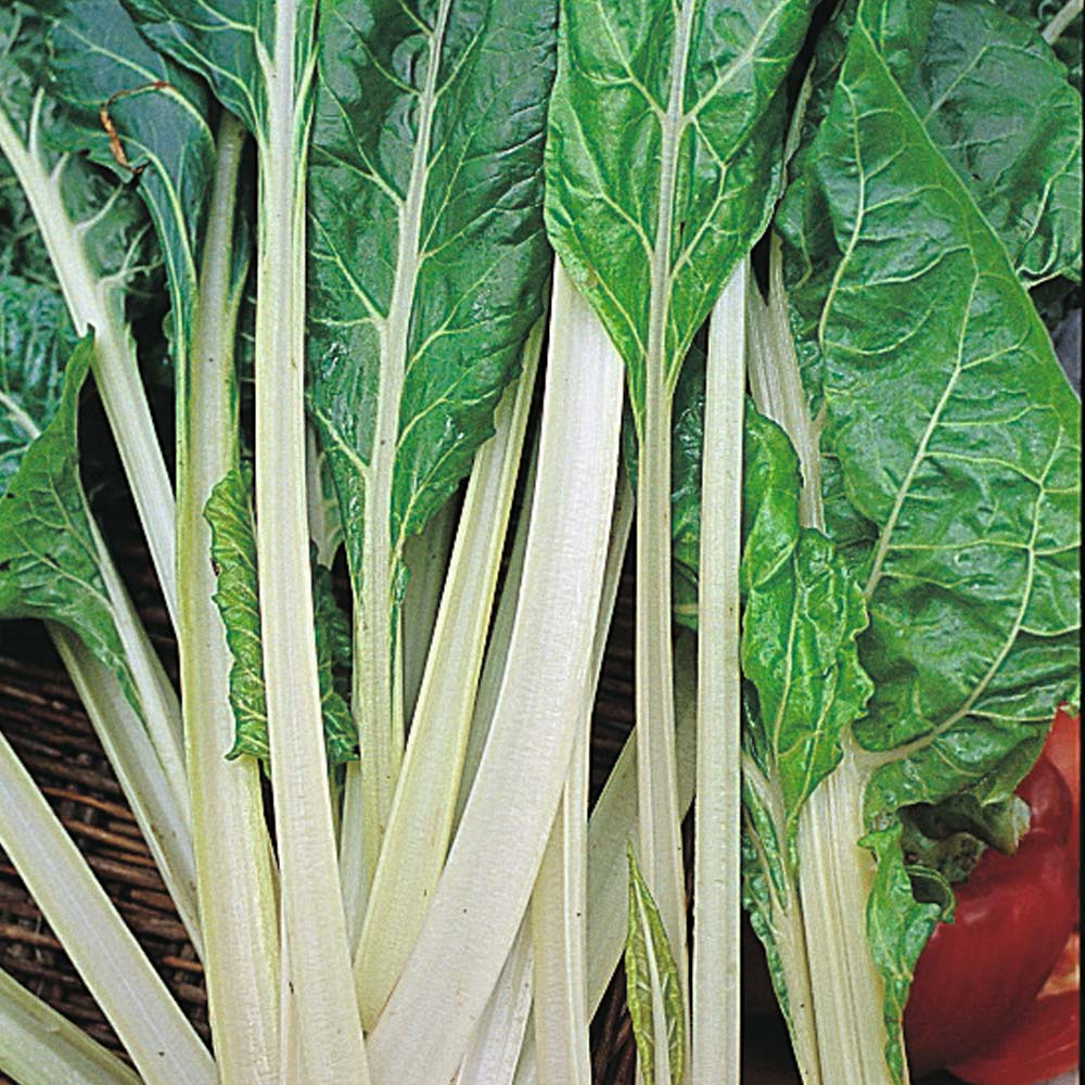 Swiss Chard: White Ribbed