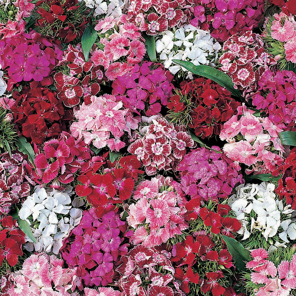 Dianthus barbatus ‘Dash Crimson’, Dash Crimson Dianthus in GardenTags