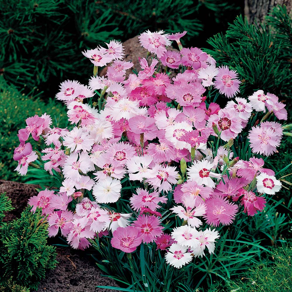 Dianthus Deltoides Vampire Maiden Pink Vampire In Gardentags