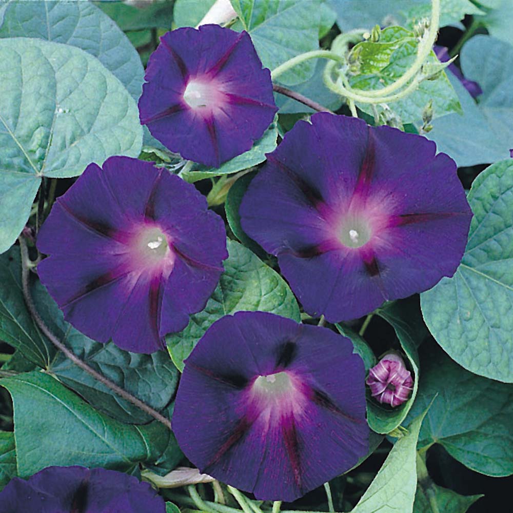 Ipomoea carnea, Bush Morning Glory in GardenTags plant