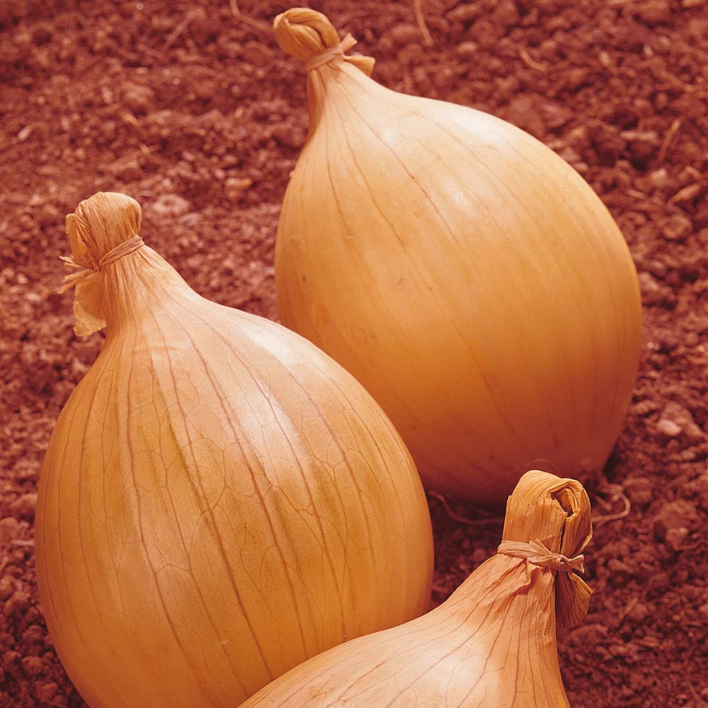 Hybrid onion seed - Hi Keeper - thompson-morgan - yellow