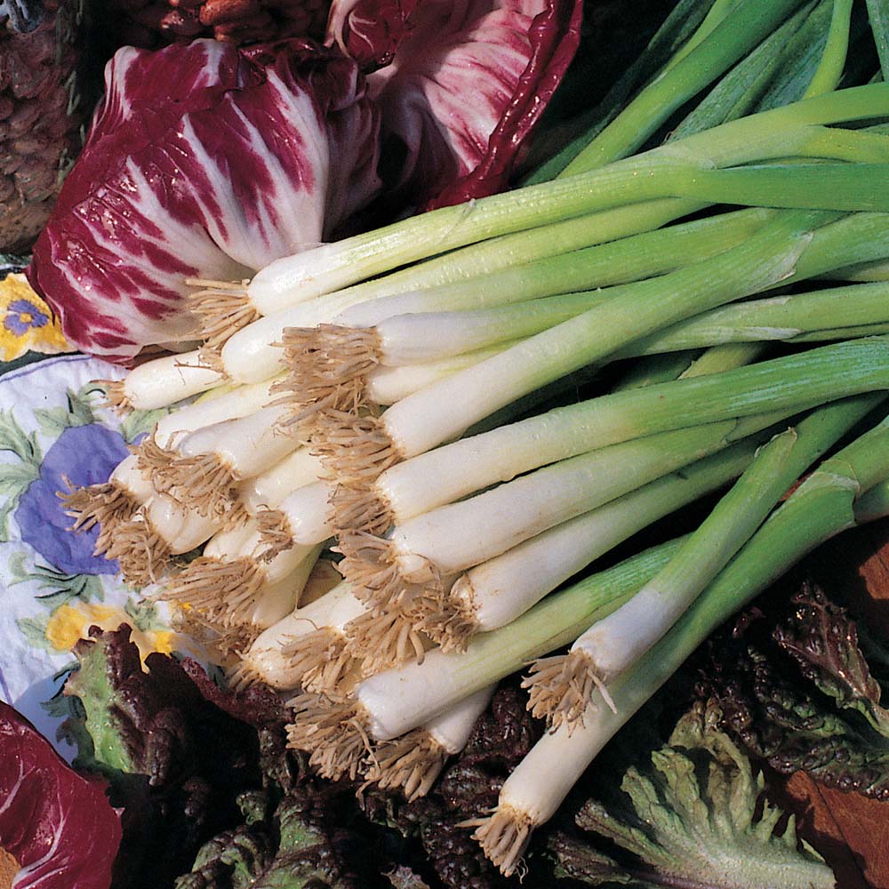 Allium Chinense, Allium (Species) Chinese Onion In GardenTags Plant ...