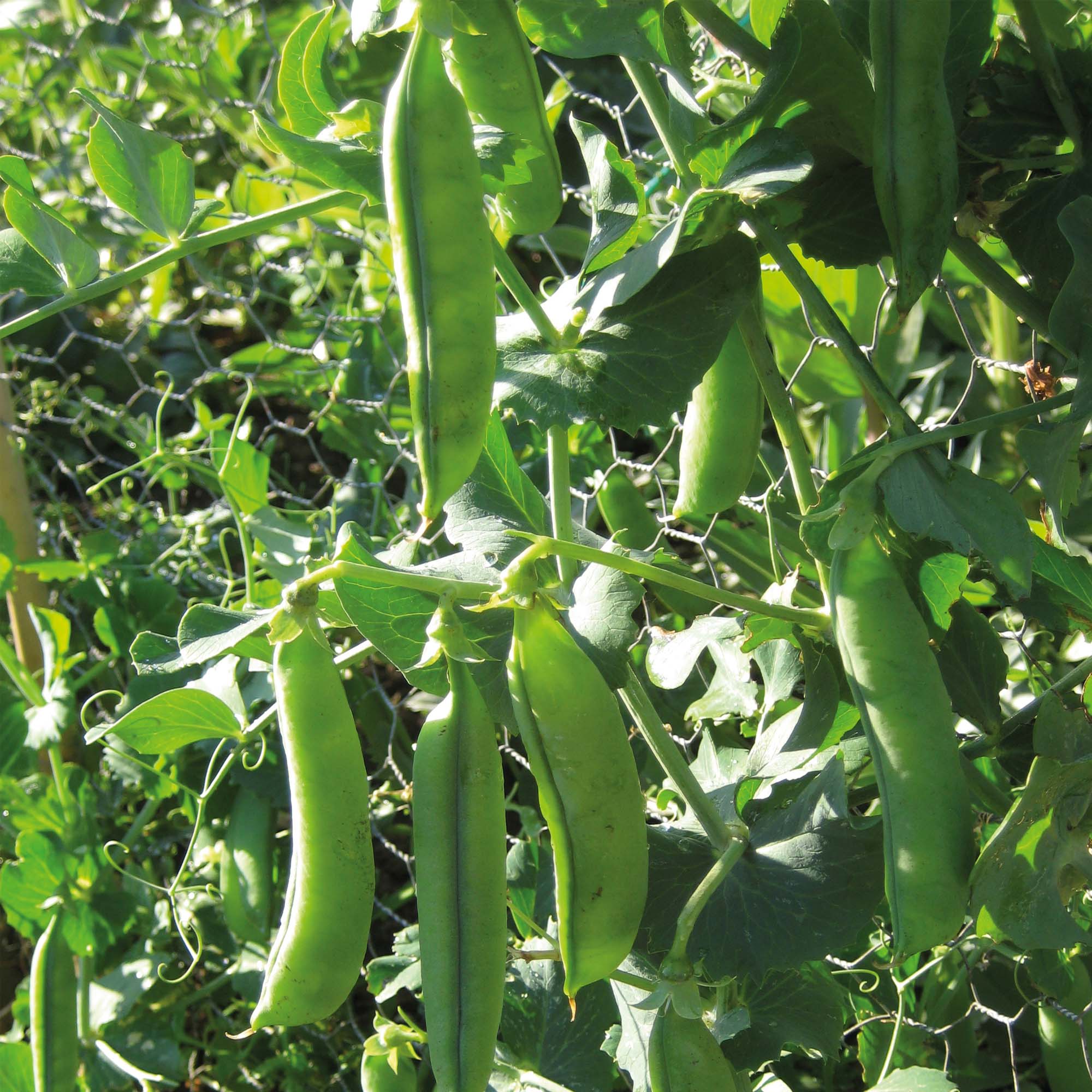 Pea plants. Горох Бинго.