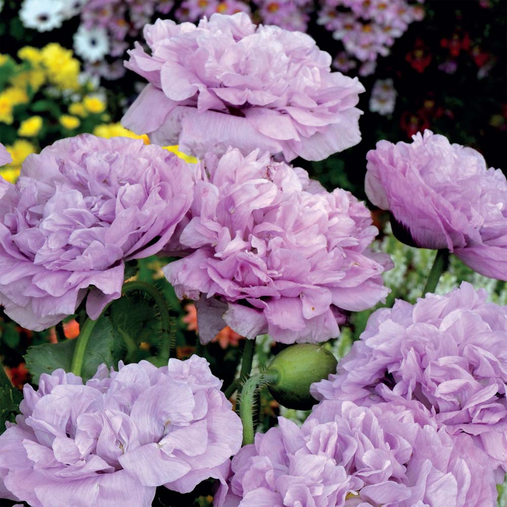 Poppy 'Candy Floss' - Seeds