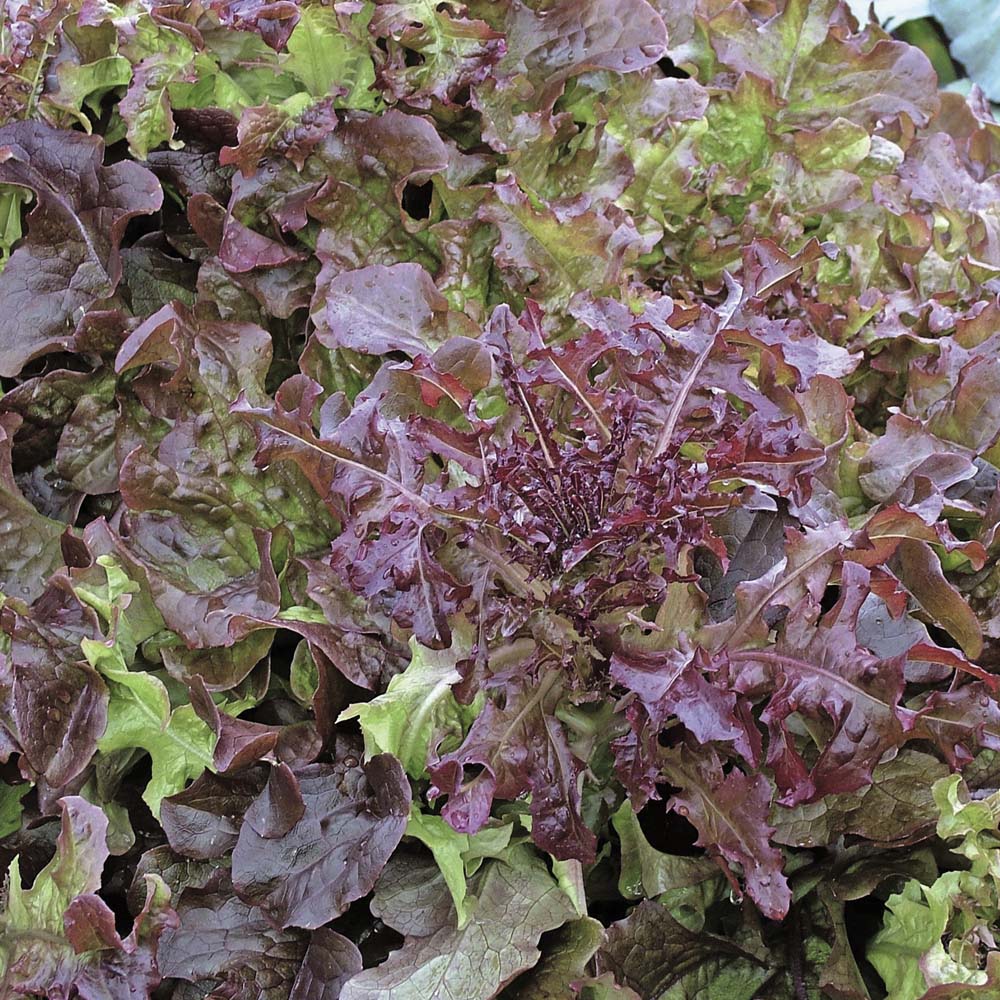 Салат красный фото. Латук фиолетовый. Red Leaf lettuce. Салат листовой ред Боул. Салатные листья красные.