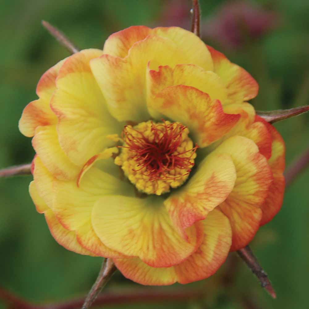 Geum 'Tequila Sunrise'