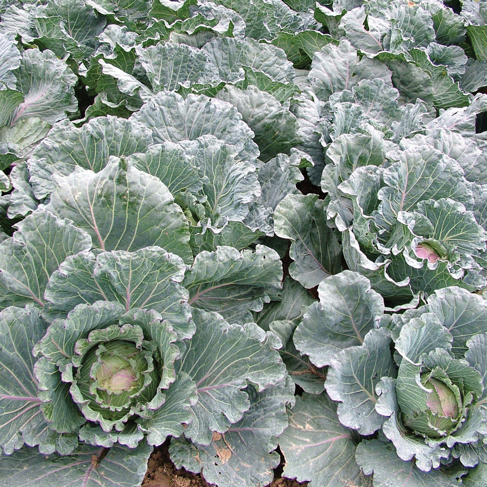 Brassica oleracea (Capitata Group) 'Stonehead', Cabbage 'Stonehead' in