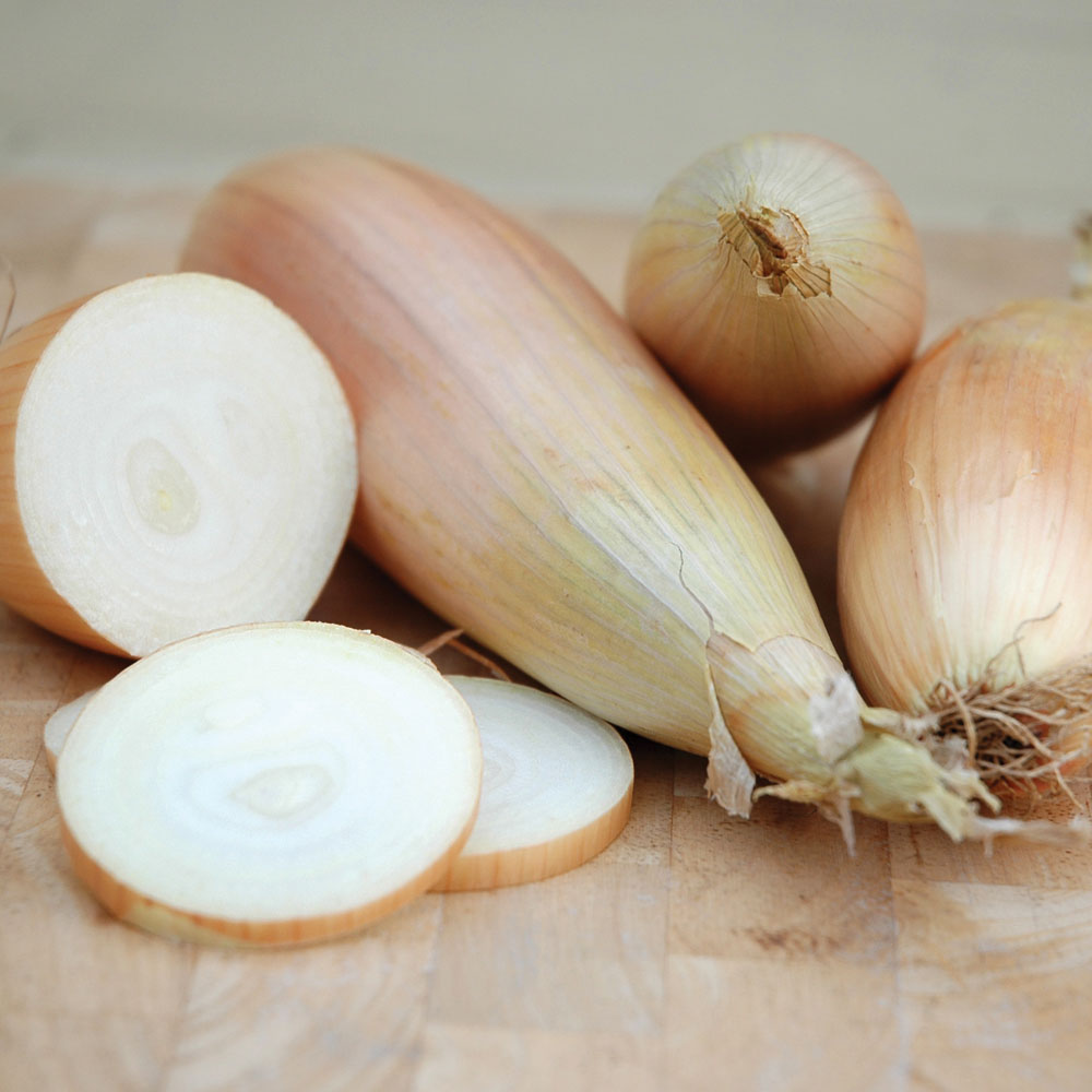 Allium chinense, Allium (Species) Chinese Onion in GardenTags plant ...