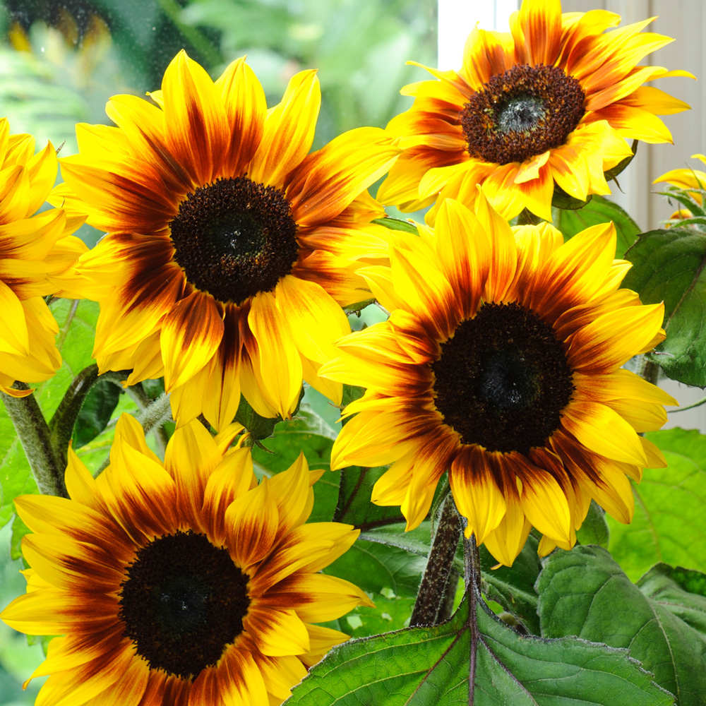 Helianthus 'American Giant' F1, Sunflower 'American Giant' in ...