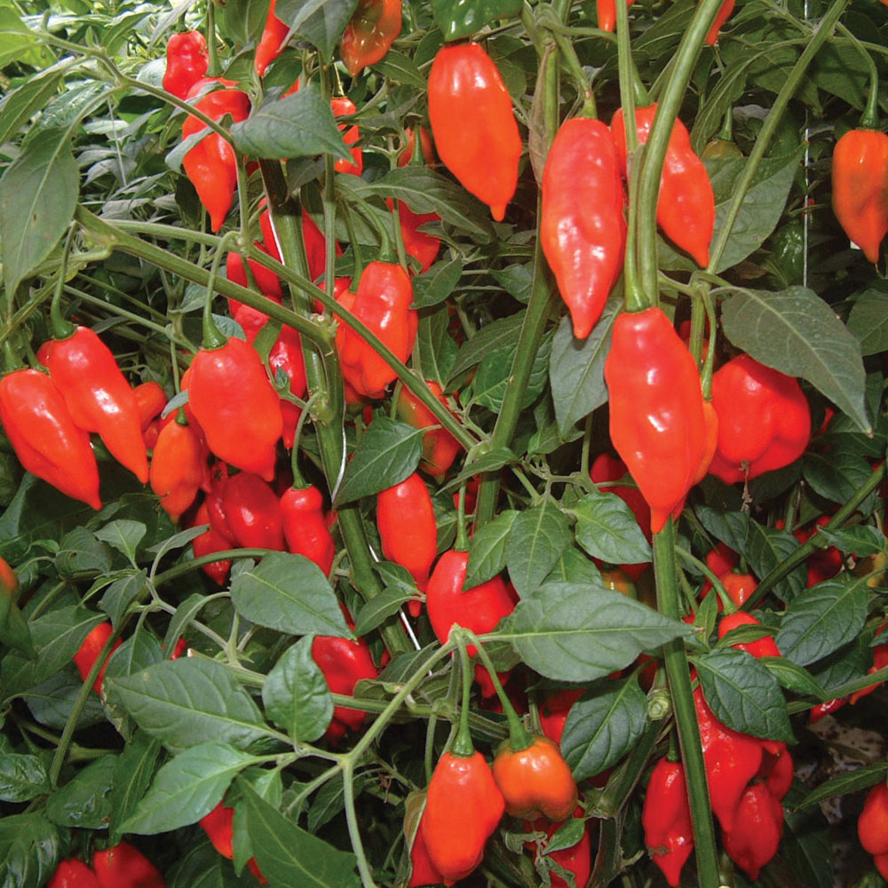 Capsicum Annuum 'Razzmatazz', Chilli Pepper 'Razzmatazz' in GardenTags ...