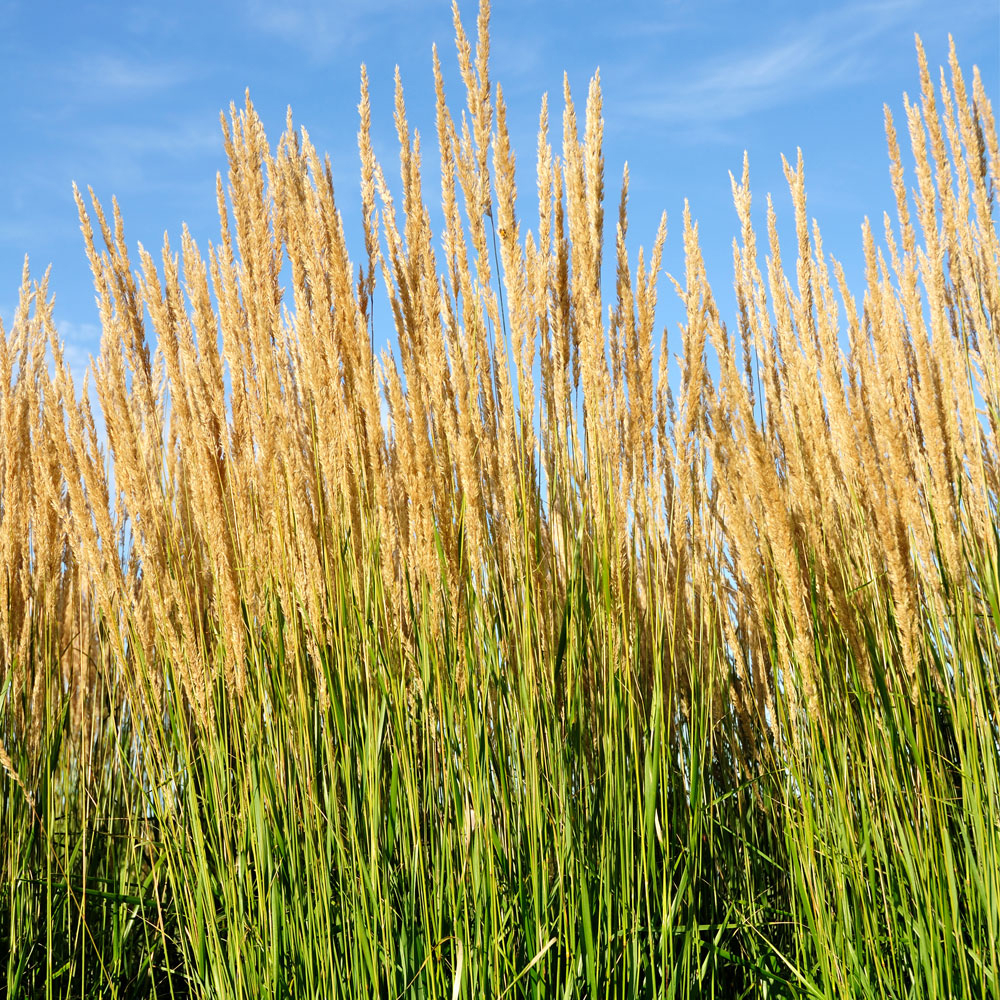 Calamagrostis Карл Foerster