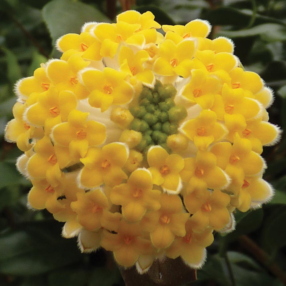 Edgeworthia chrysantha