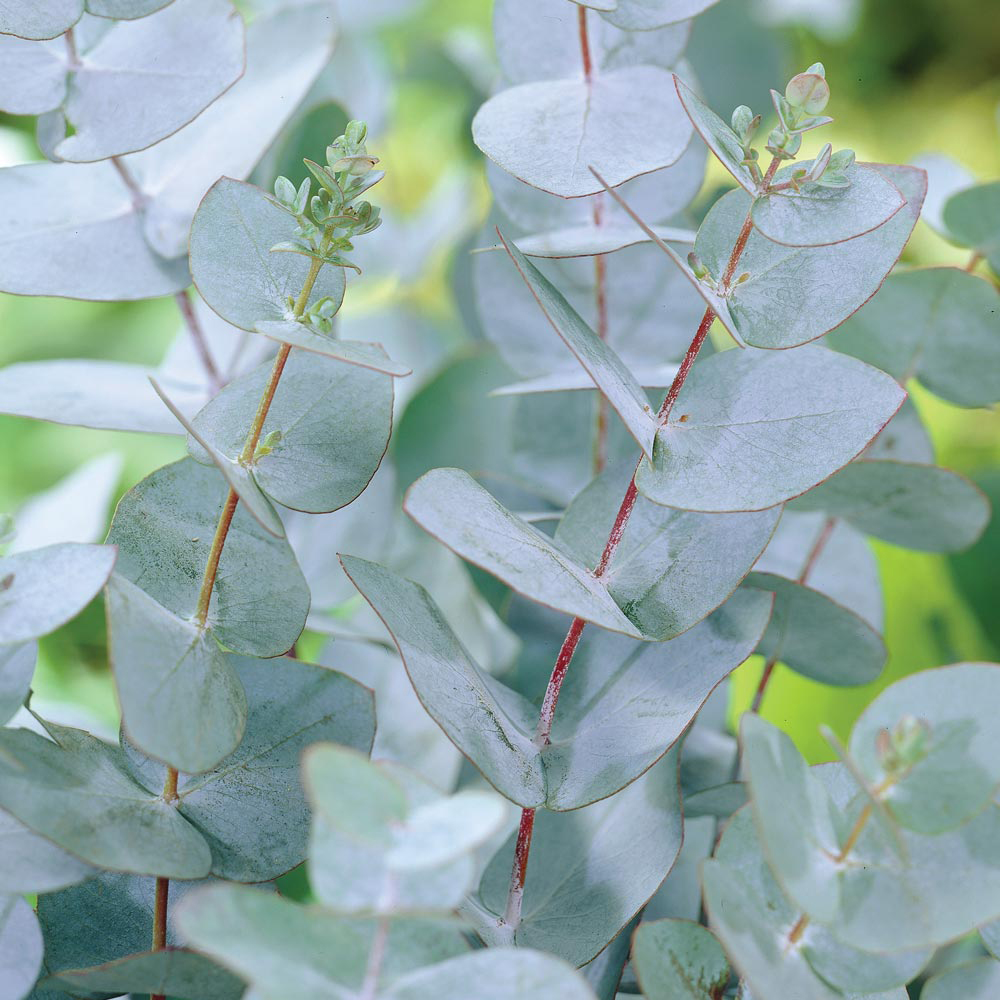 Eucalyptus olida, Strawberry Gum in GardenTags plant encyclopedia