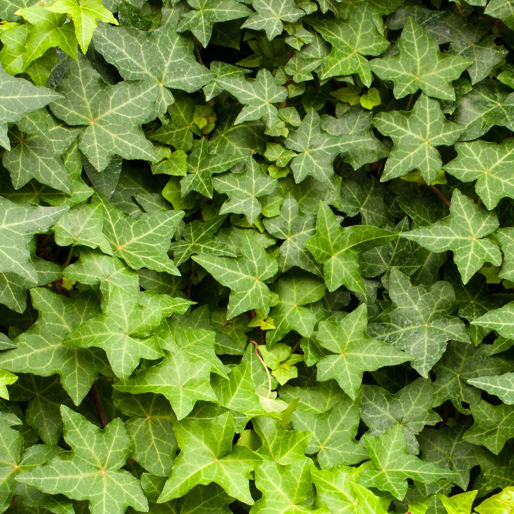 Hedera helix 'Spearpoint', Ivy 'Spearpoint' in GardenTags plant ...