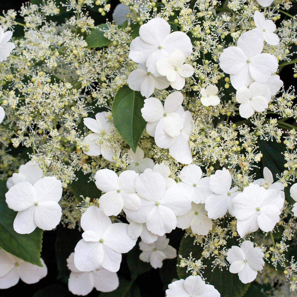 Hydrangea macrophylla 'Curly Wurly Pink', Hydrangea 'Curly Wurly Pink ...