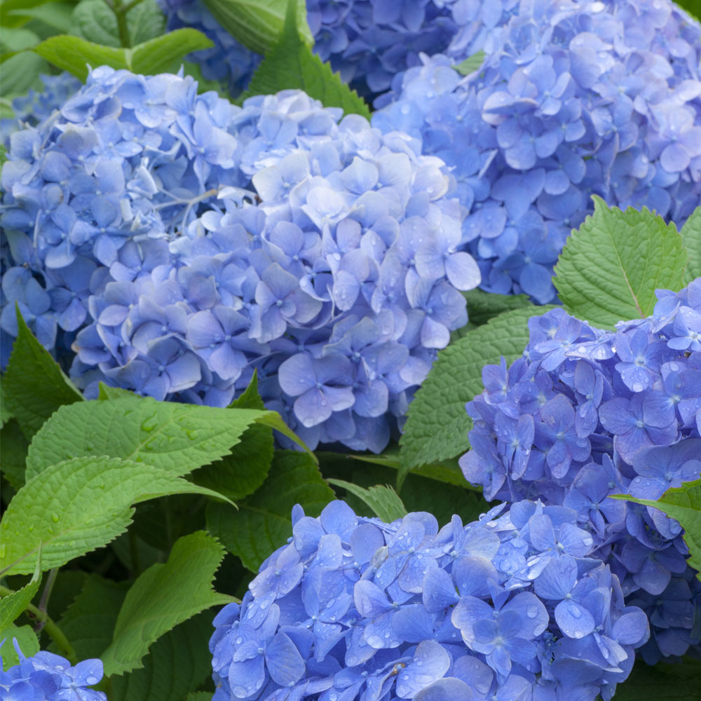 Hydrangea macrophylla 'Blue Danube'