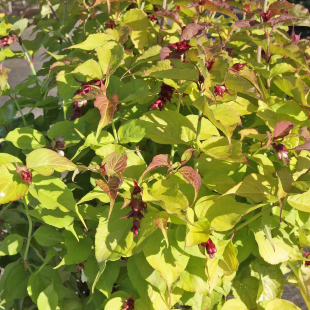 Leycesteria formosa 'Golden Lanterns'