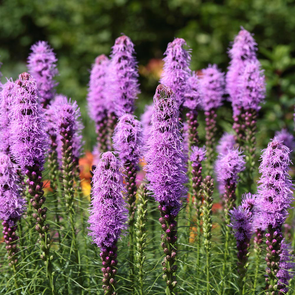 Liatris spicata фото