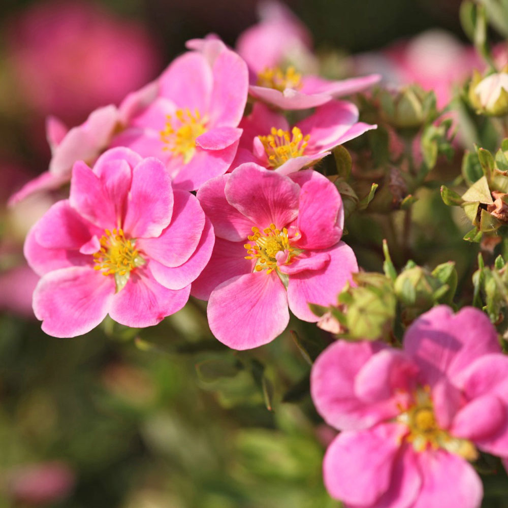 Potentilla fruticosa 'Pink Paradise'