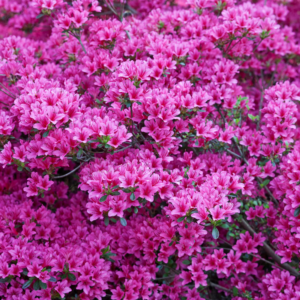 Rhododendron 'Amoena'