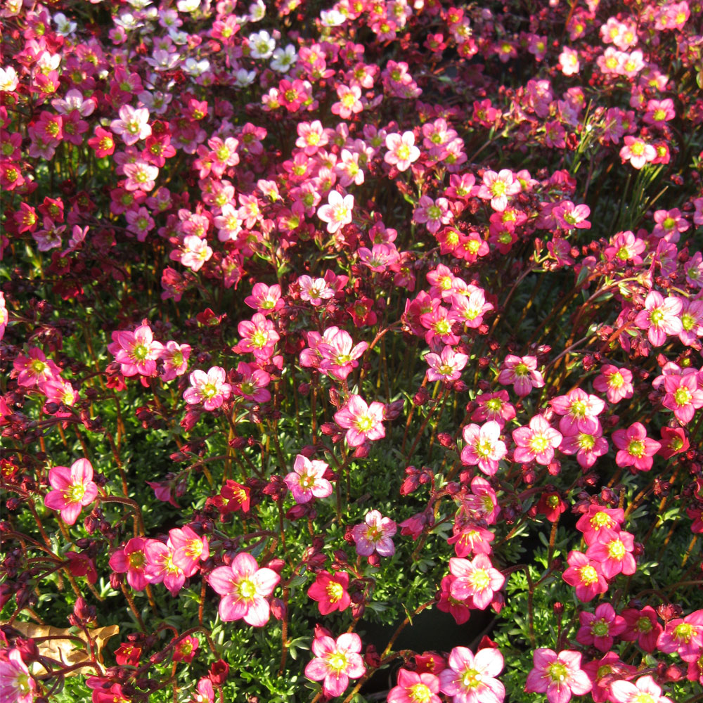 Saxifraga 'Peter Pan'