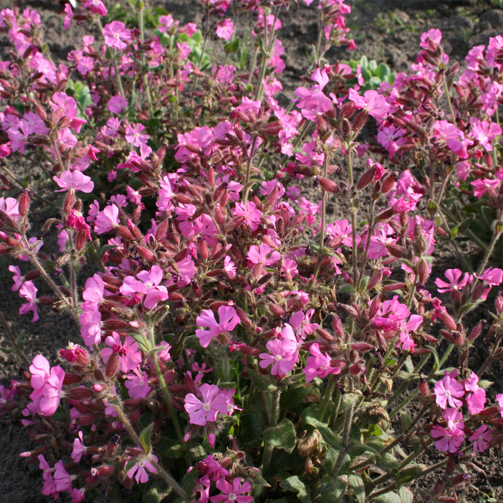 Silene x robotii 'Rollies Favourite'