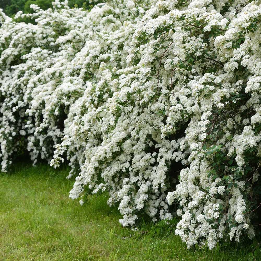 Spiraea Arguta Bridal Wreath In Gardentags Plant Encyclopedia