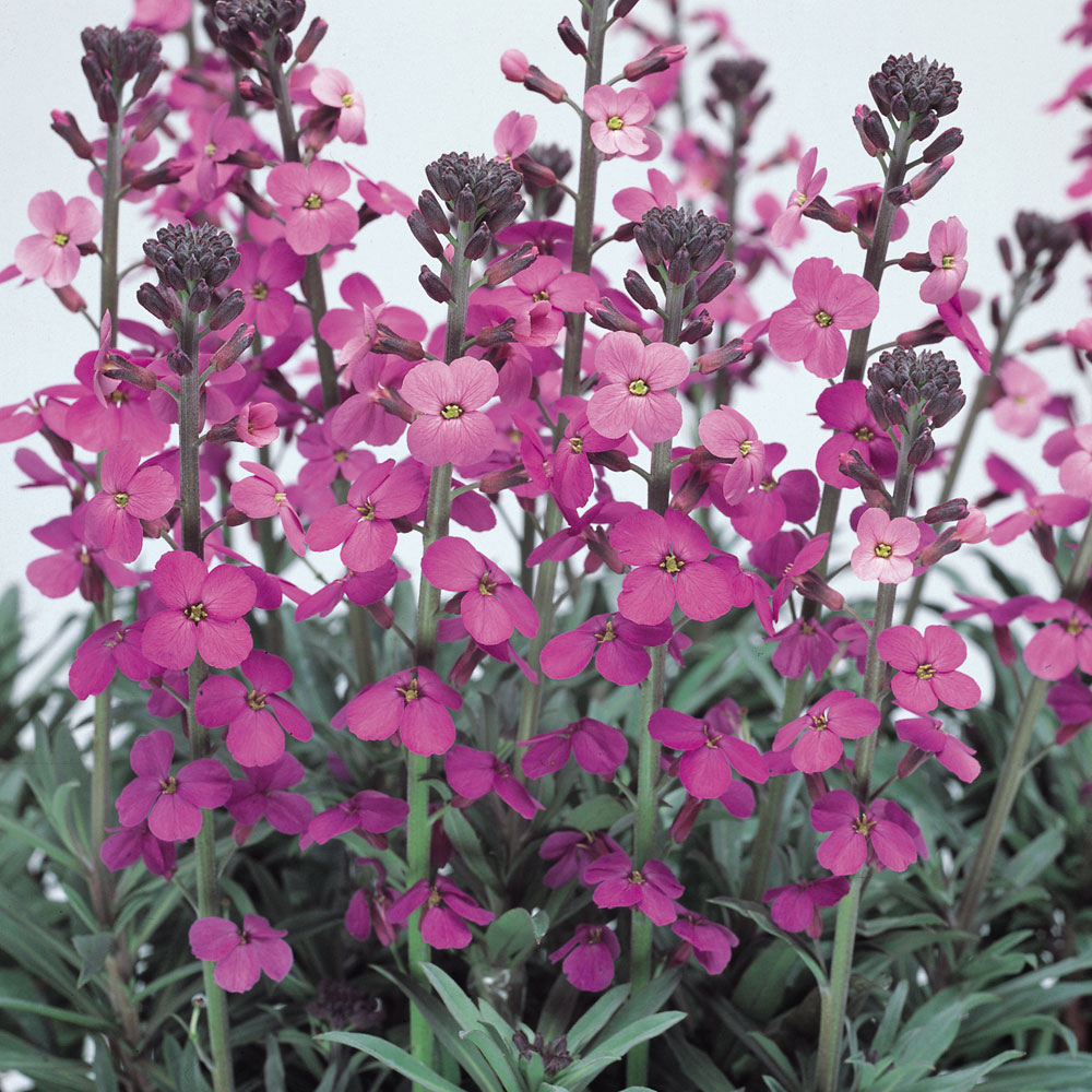 Erysimum Linifolium 'Bowles' Mauve', Wallflower 'Bowles Mauve' In ...